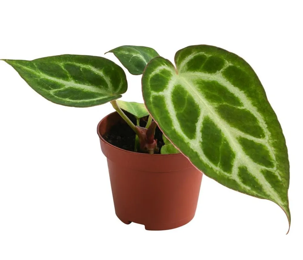 Dehner Raritäten|Einblatt & Flamingoblumen - Herzblattblume - Anthurium crystallinum 'Silver Blush'