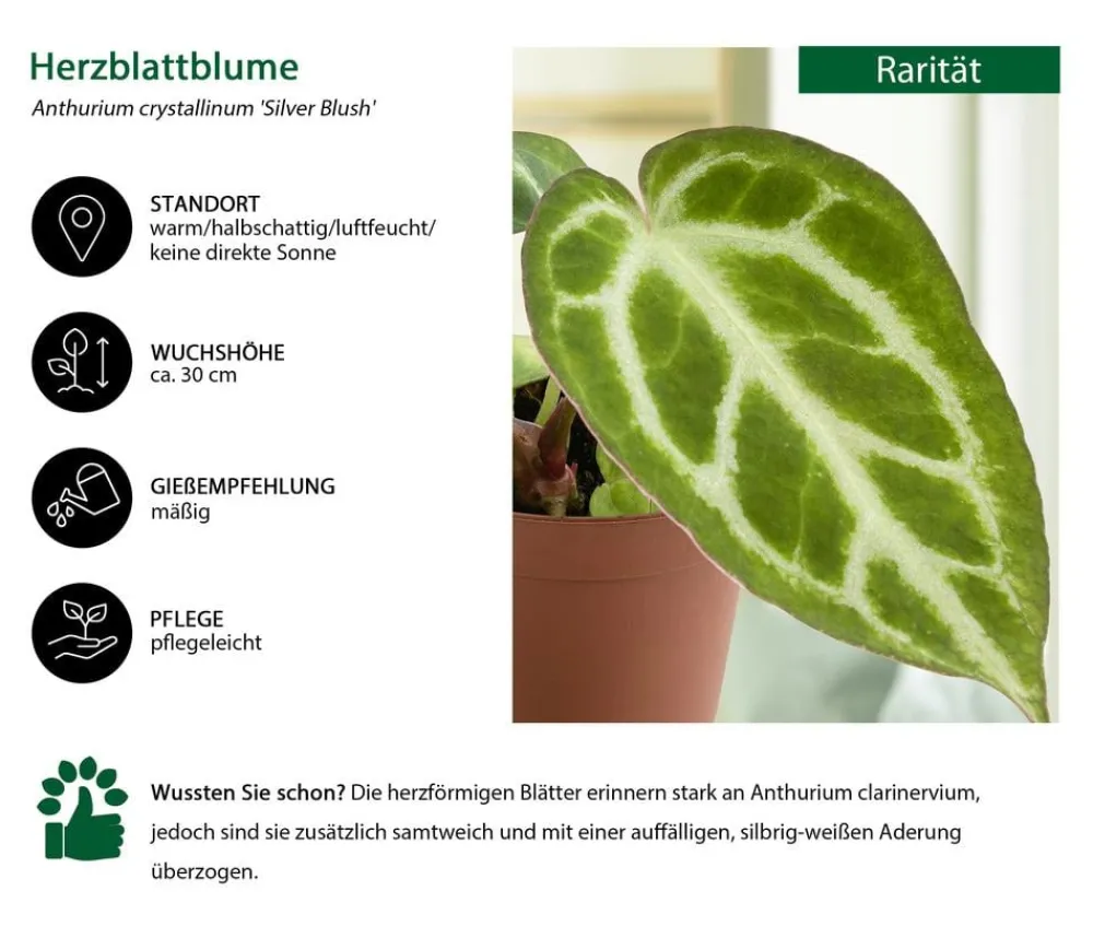 Dehner Raritäten|Einblatt & Flamingoblumen - Herzblattblume - Anthurium crystallinum 'Silver Blush'