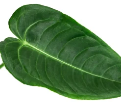 Dehner Herzblattblume - Anthurium veitchii Grün