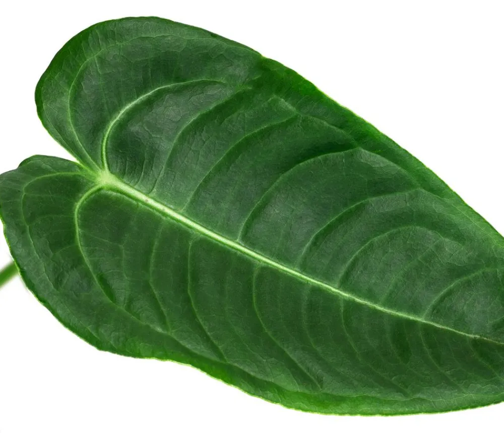 Dehner Herzblattblume - Anthurium veitchii Grün