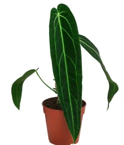 Dehner Einblatt & Flamingoblumen|Grünpflanzen - Herzblattblume - Anthurium warocqueanum Dunkelgrün
