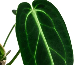 Dehner Einblatt & Flamingoblumen|Grünpflanzen - Herzblattblume - Anthurium warocqueanum Dunkelgrün