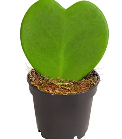 Dehner Herzblatt-Pflanze - Hoya kerrii New