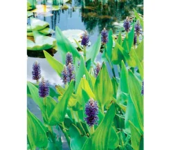 Dehner Aqua Herzblättriges Hechtkraut Dunkelblau New