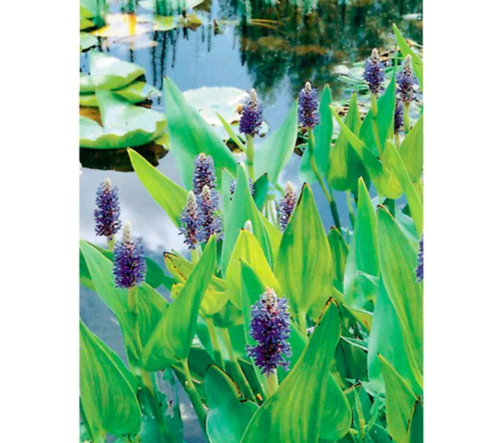 Dehner Aqua Herzblättriges Hechtkraut Dunkelblau New