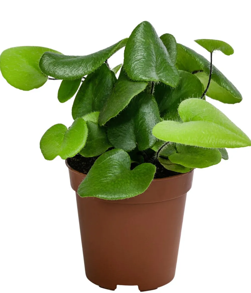 Dehner Herzfarn - Hemionitis arifolia Dunkelgrün Outlet