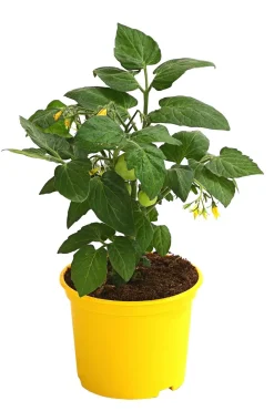 Dehner Herztomate Rot New