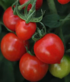 Dehner Herztomate Rot New