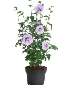 Dehner Hibiskus 'Blue Chiffon®' - Garten-Eibisch Lavendel Online