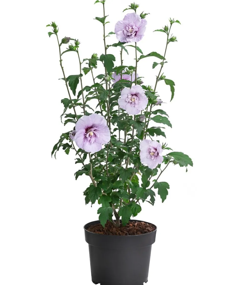 Dehner Hibiskus 'Blue Chiffon®' - Garten-Eibisch Lavendel Online