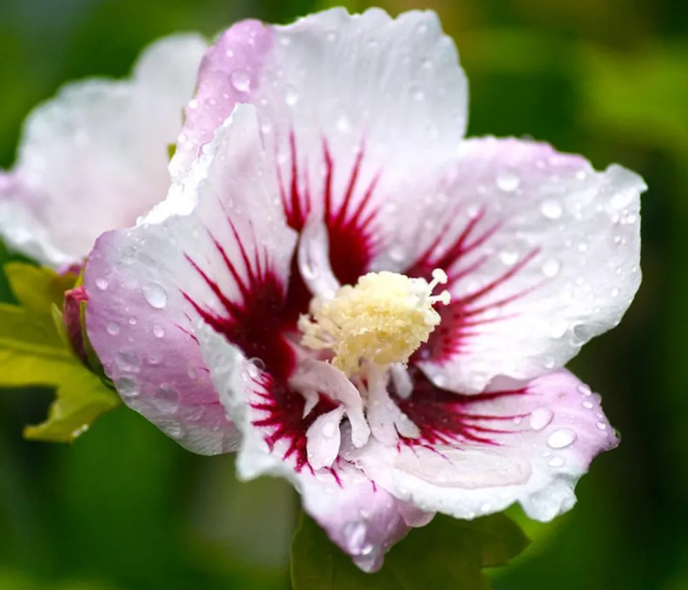 Dehner Hibiskus 'China Chiffon®' - Garten-Eibisch Clearance