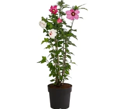 Dehner Hibiskus-Duo - Garten-Eibisch, verschiedene Farbkombinationen Rot Outlet