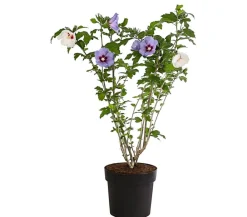 Dehner Laubgehölze|Terrassenpflanzen - Hibiskus-Duo - Garten-Eibisch, verschiedene Farbkombinationen Blau