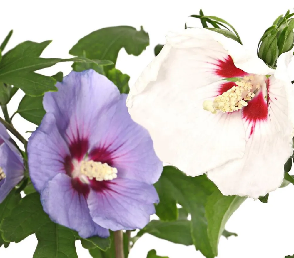 Dehner Laubgehölze|Terrassenpflanzen - Hibiskus-Duo - Garten-Eibisch, verschiedene Farbkombinationen Blau