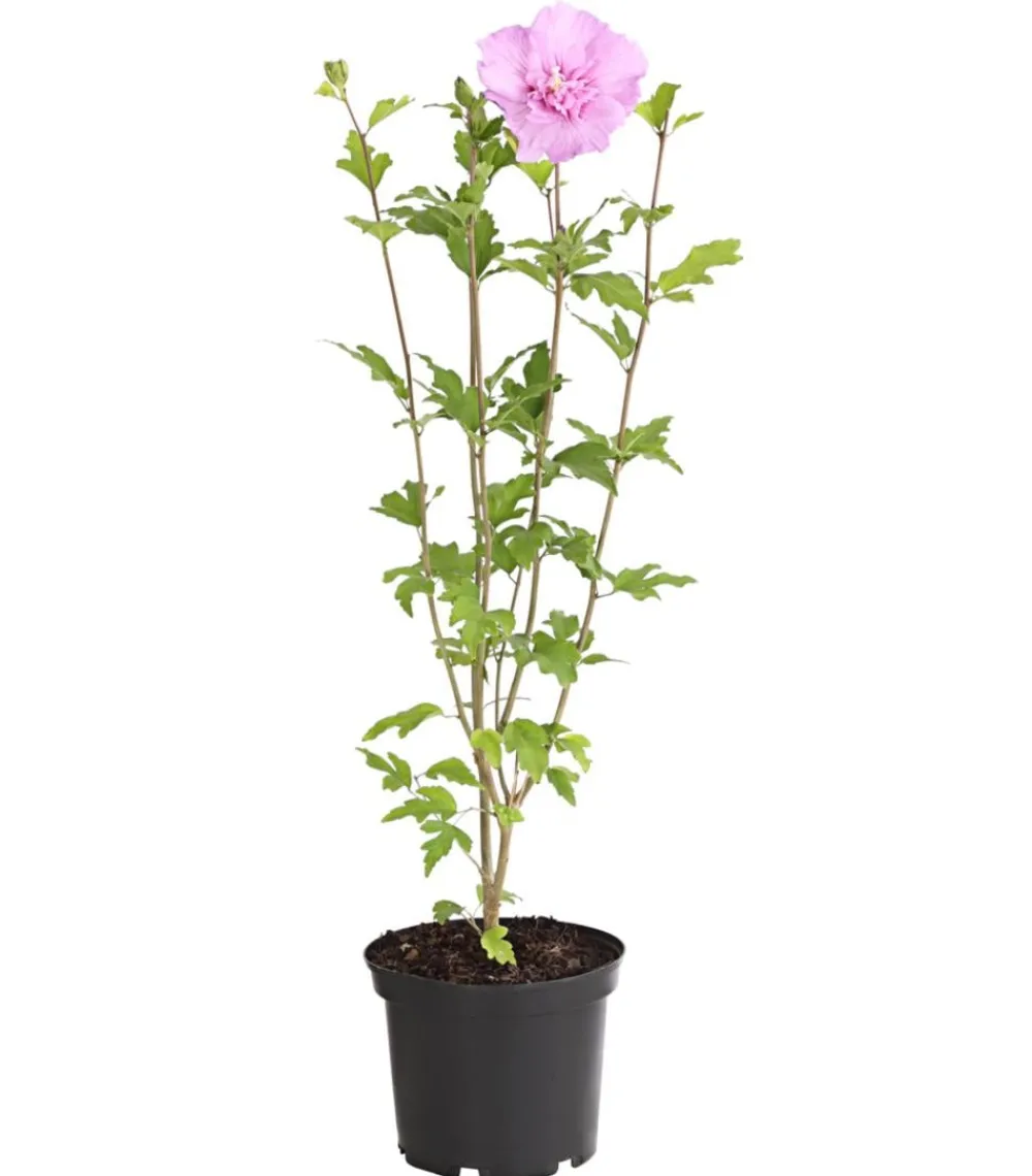 Dehner Laubgehölze|Terrassenpflanzen - Hibiskus 'Lavender Chiffon®' - Garten-Eibisch Rosa