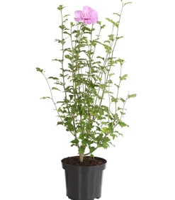 Dehner Hibiskus 'Lavender Chiffon®' - Garten-Eibisch Rosa Hot
