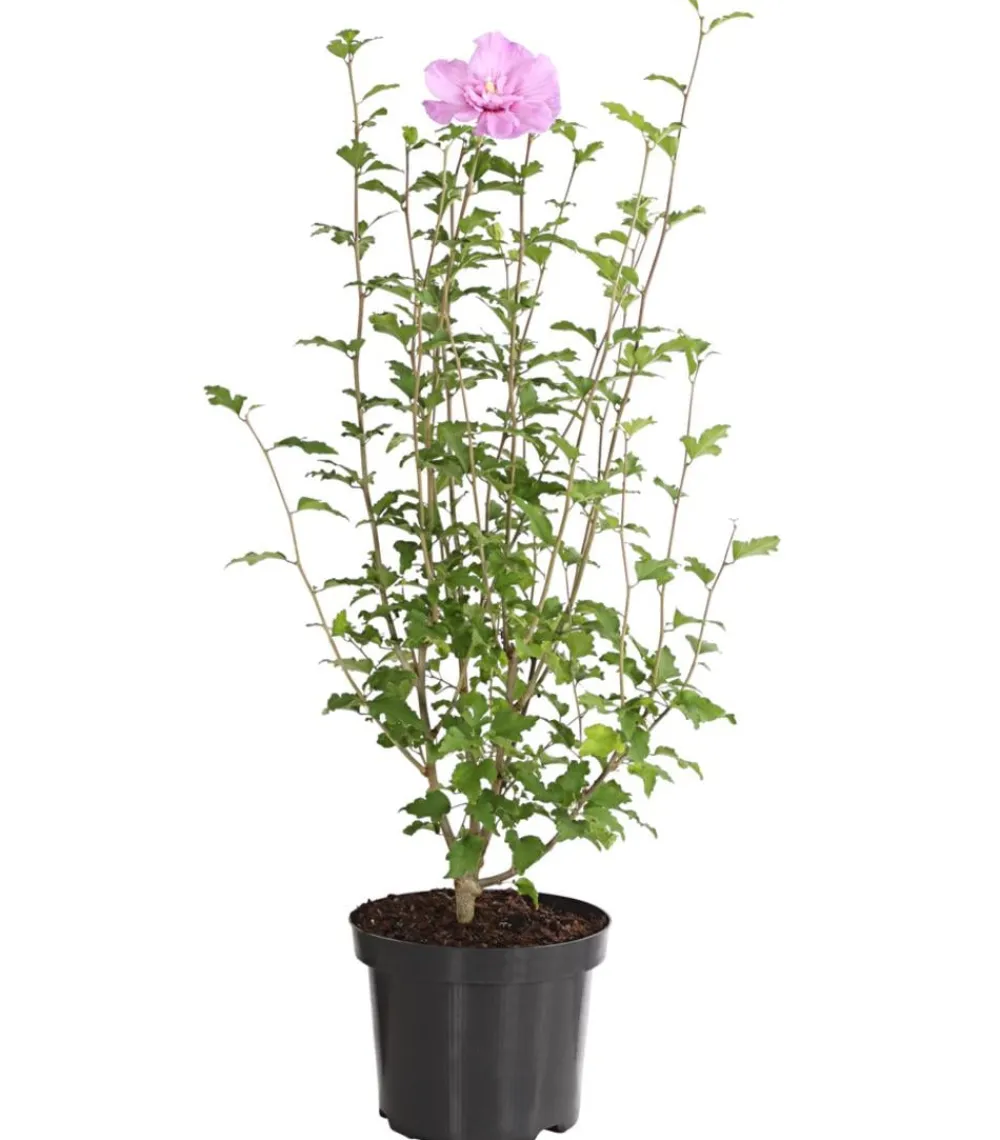 Dehner Hibiskus 'Lavender Chiffon®' - Garten-Eibisch Rosa Hot
