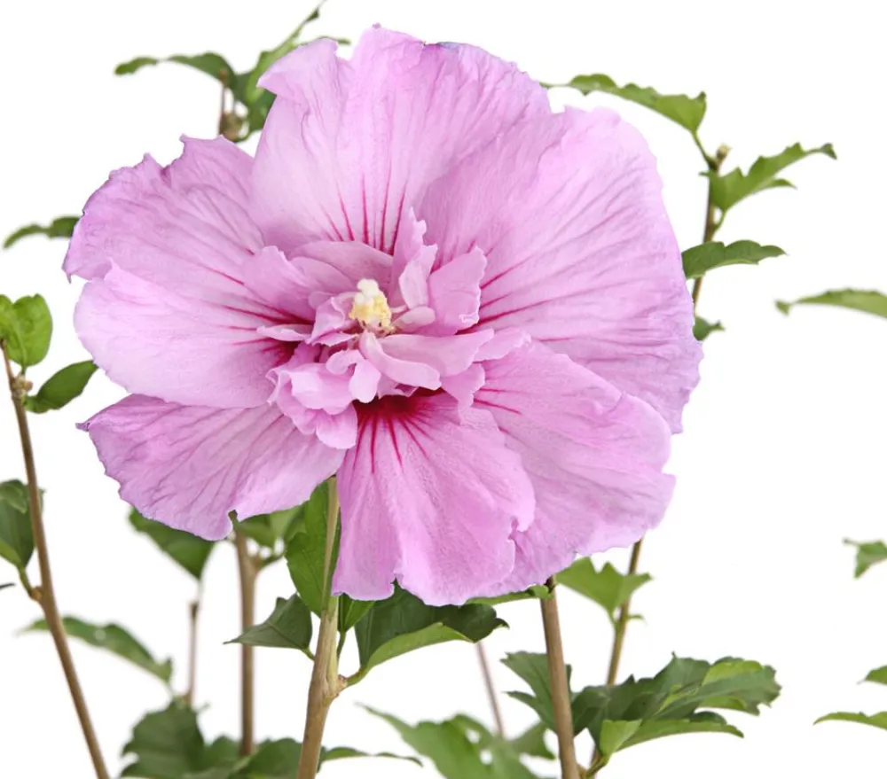 Dehner Hibiskus 'Lavender Chiffon®' - Garten-Eibisch Rosa Hot
