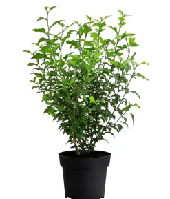 Dehner Laubgehölze|Terrassenpflanzen > Hibiskus 'Maike' - Garten-Eibisch