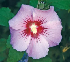 Dehner Laubgehölze|Terrassenpflanzen > Hibiskus 'Maike' - Garten-Eibisch