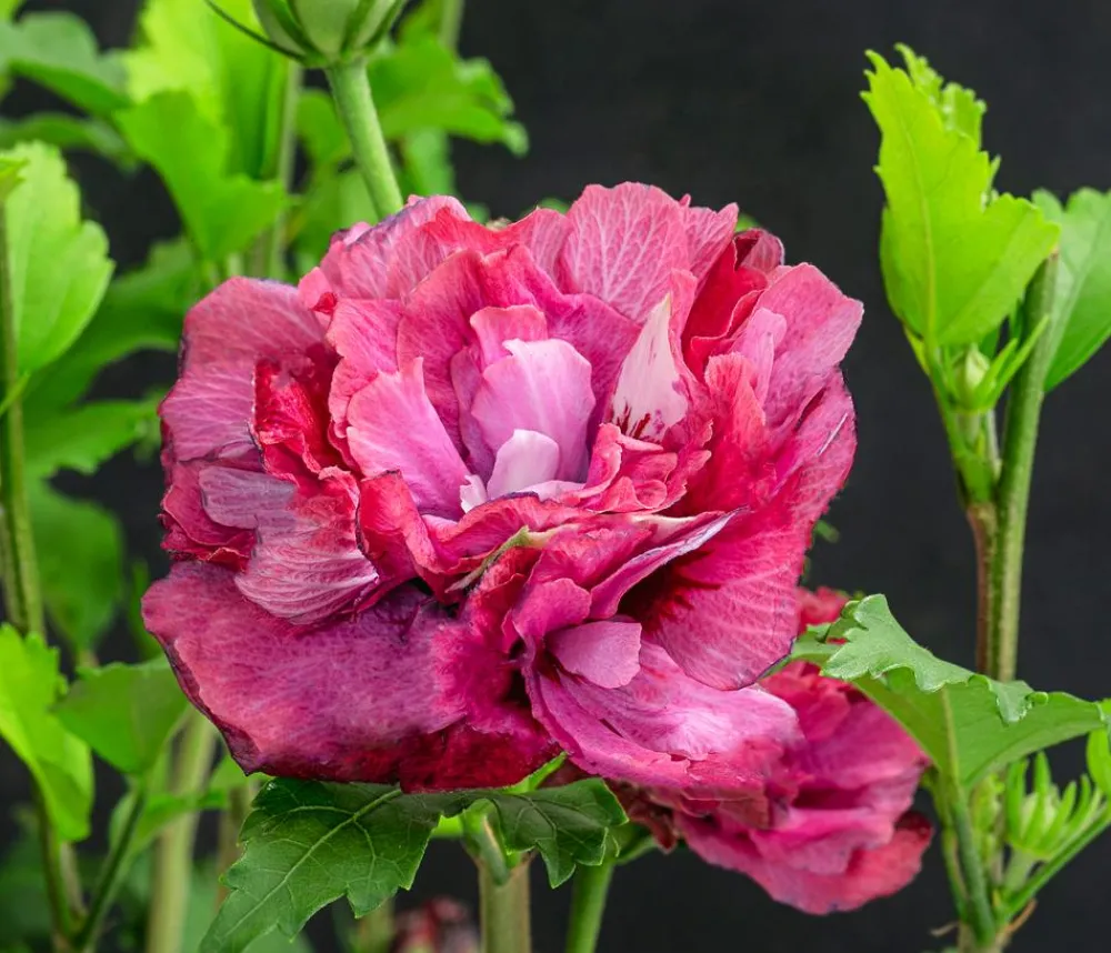 Dehner Laubgehölze|Terrassenpflanzen > Hibiskus 'Maike' - Garten-Eibisch