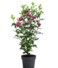 Dehner Hibiskus 'Maike' - Garten-Eibisch Outlet
