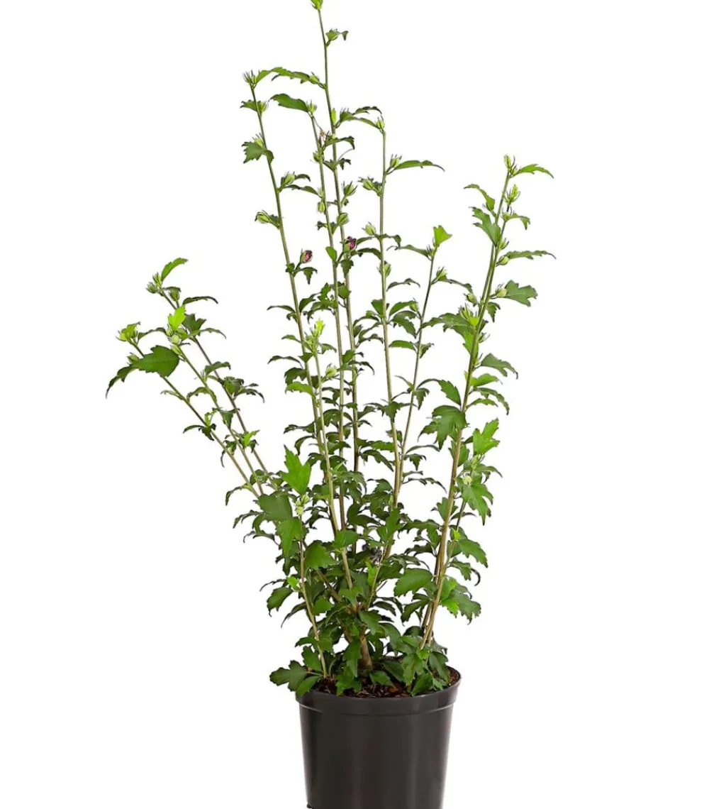 Dehner Laubgehölze|Terrassenpflanzen > Hibiskus 'Purple Ruffles®' - Garten-Eibisch