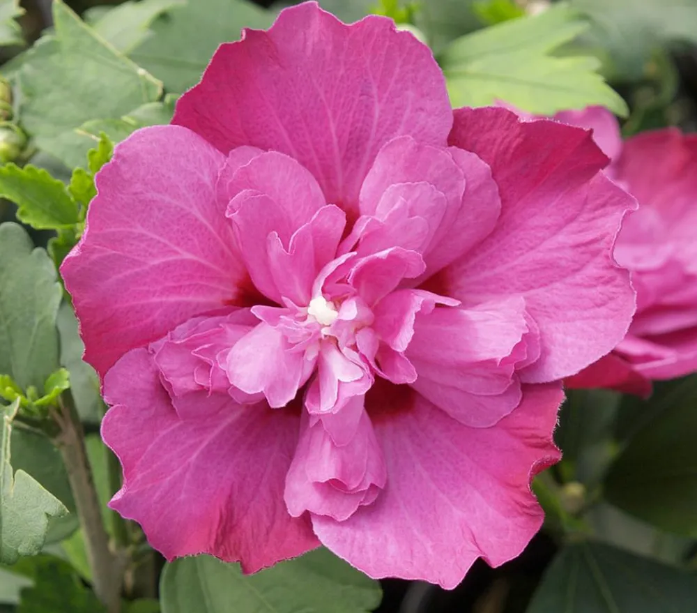 Dehner Laubgehölze|Terrassenpflanzen - Hibiskus 'Purple Ruffles®' - Garten-Eibisch Lila