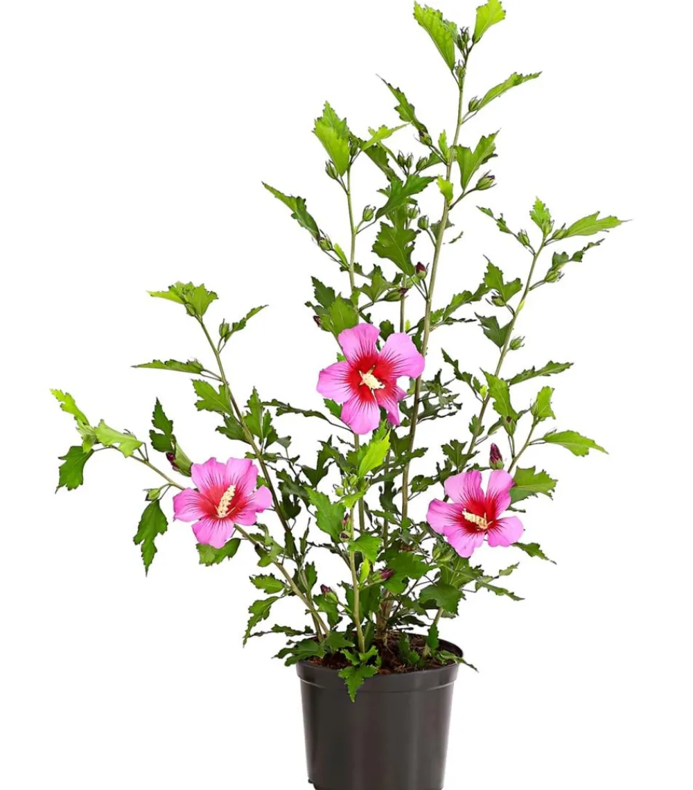 Dehner Laubgehölze|Terrassenpflanzen > Hibiskus 'Silke' - Garten-Eibisch