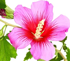 Dehner Laubgehölze|Terrassenpflanzen > Hibiskus 'Silke' - Garten-Eibisch