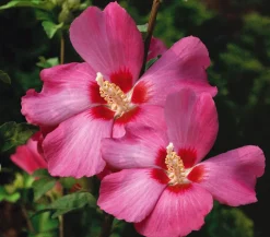 Dehner Laubgehölze|Terrassenpflanzen - Hibiskus 'Silke' - Garten-Eibisch