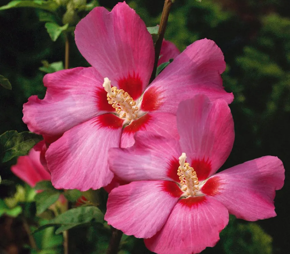 Dehner Laubgehölze|Terrassenpflanzen - Hibiskus 'Silke' - Garten-Eibisch