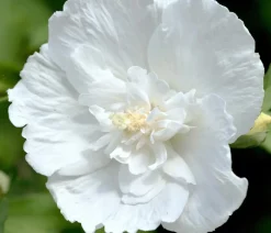 Dehner Laubgehölze|Terrassenpflanzen > Hibiskus 'White Chiffon®' - Garten-Eibisch