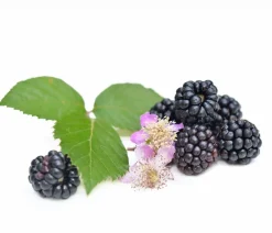 Dehner Himbeeren & Brombeeren|Beeren-Sets - Himbeer-Brombeer-Set Beerentöne, 4-teilig