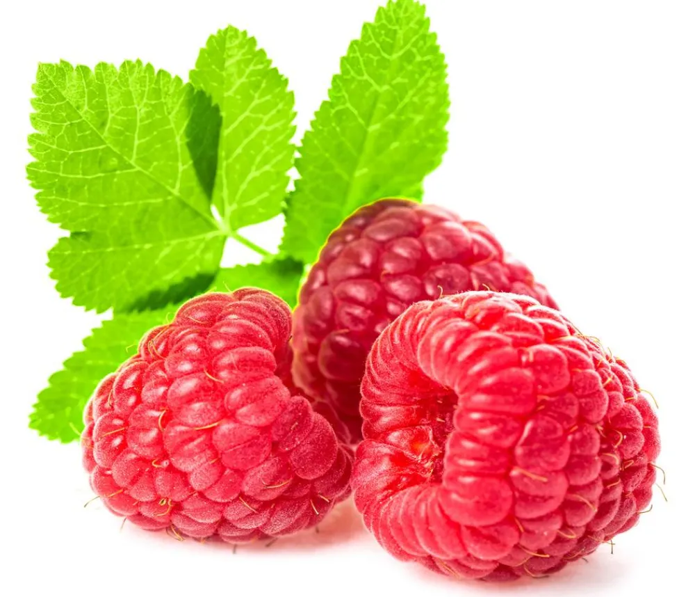 Dehner Himbeeren & Brombeeren|Beeren-Sets - Himbeer-Brombeer-Set Beerentöne, 4-teilig