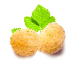 Dehner Himbeeren & Brombeeren|Beeren-Sets - Himbeer-Brombeer-Set Beerentöne, 4-teilig