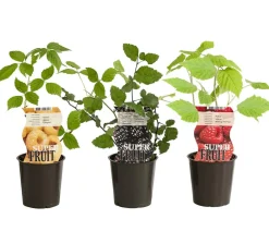 Dehner Himbeeren & Brombeeren|Beeren-Sets > Himbeer-Brombeer-Set Gesund & Lecker, 3-teilig