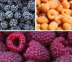 Dehner Himbeeren & Brombeeren|Beeren-Sets > Himbeer-Brombeer-Set Gesund & Lecker, 3-teilig