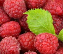 Dehner Himbeeren Himbeere 'Autumn Bliss®', ca. 40-60 cm Rot Discount