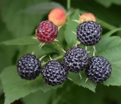 Dehner Himbeeren Himbeere 'Bristol' Schwarz Hot