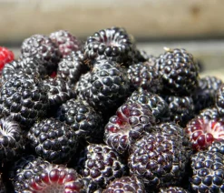 Dehner Himbeeren Himbeere 'Bristol' Schwarz Hot