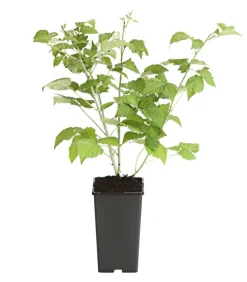 Dehner Himbeeren Himbeere 'Bristol' Schwarz Hot