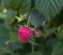 Dehner Himbeeren Himbeeren & Brombeeren|Beerensträucher > Himbeere 'Dorman Red'