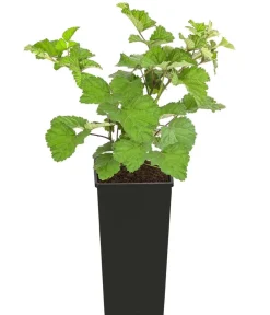 Dehner Himbeeren Himbeeren & Brombeeren|Beerensträucher > Himbeere 'Dorman Red'