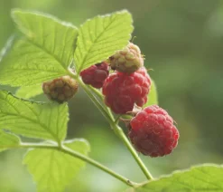 Dehner Himbeeren Himbeeren & Brombeeren|Beerensträucher > Himbeere 'Dorman Red'