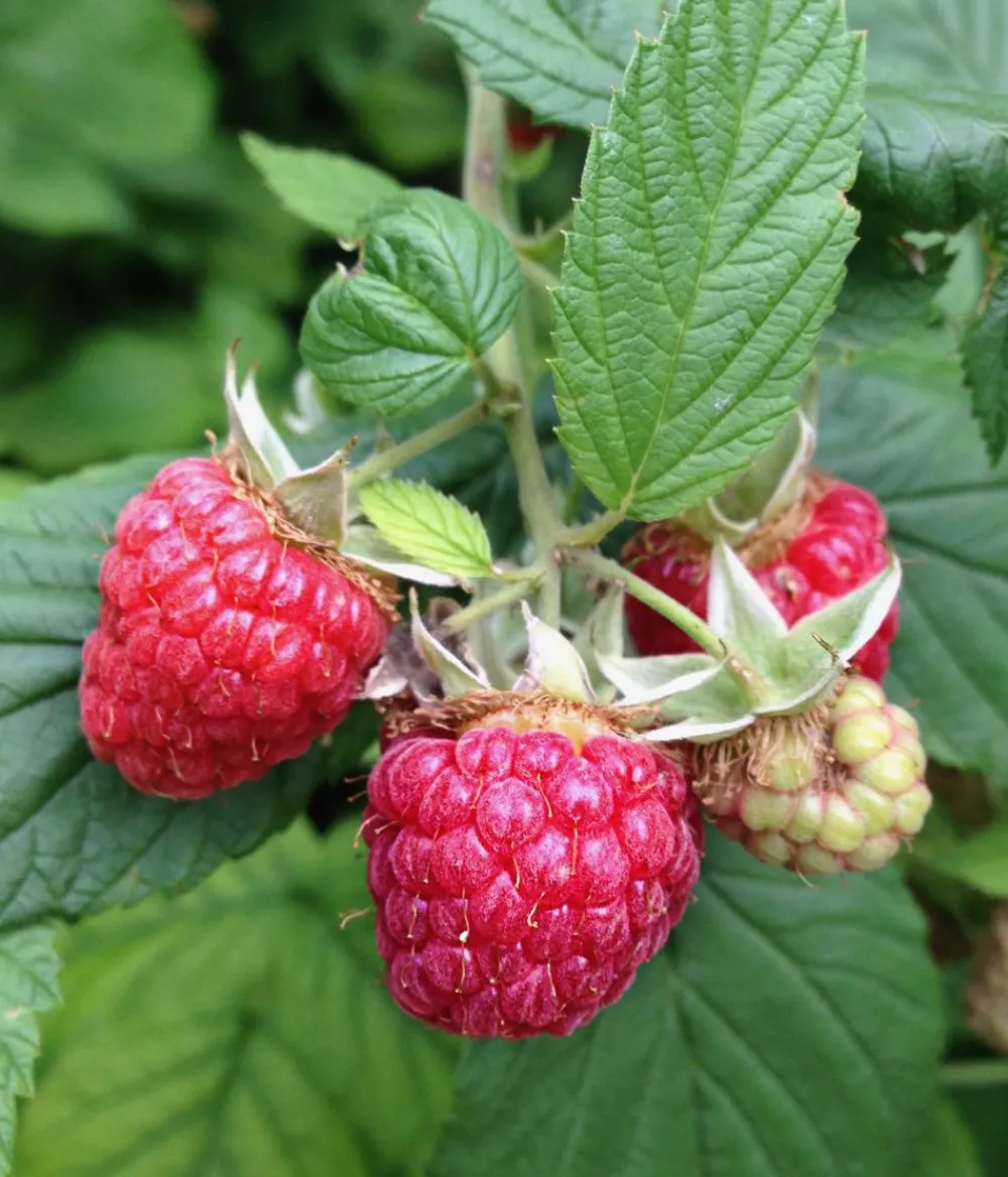 Dehner Himbeeren Himbeeren & Brombeeren|Beerensträucher - Himbeere 'Erntesegen' Rot