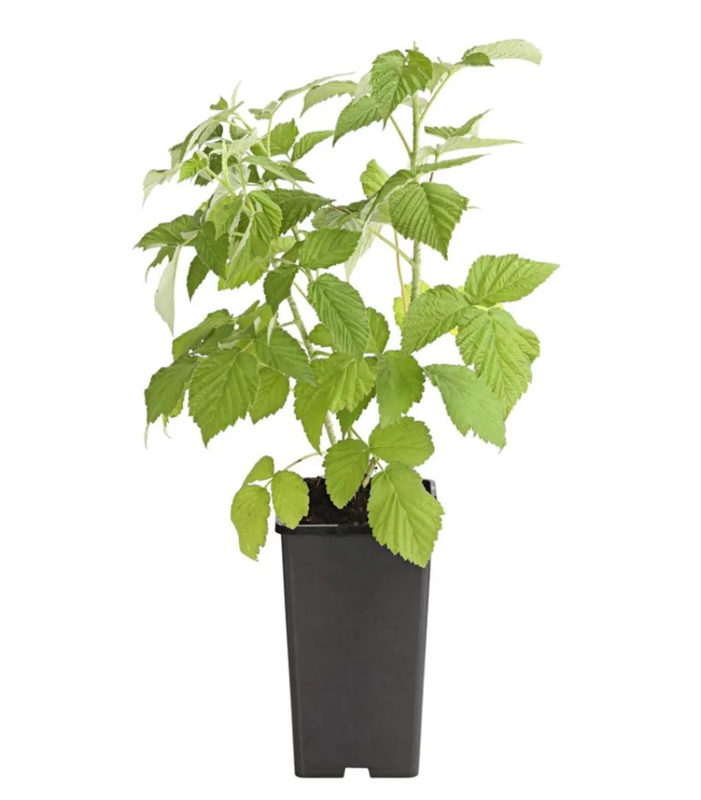 Dehner Himbeeren Himbeeren & Brombeeren|Beerensträucher - Himbeere 'Erntesegen' Rot