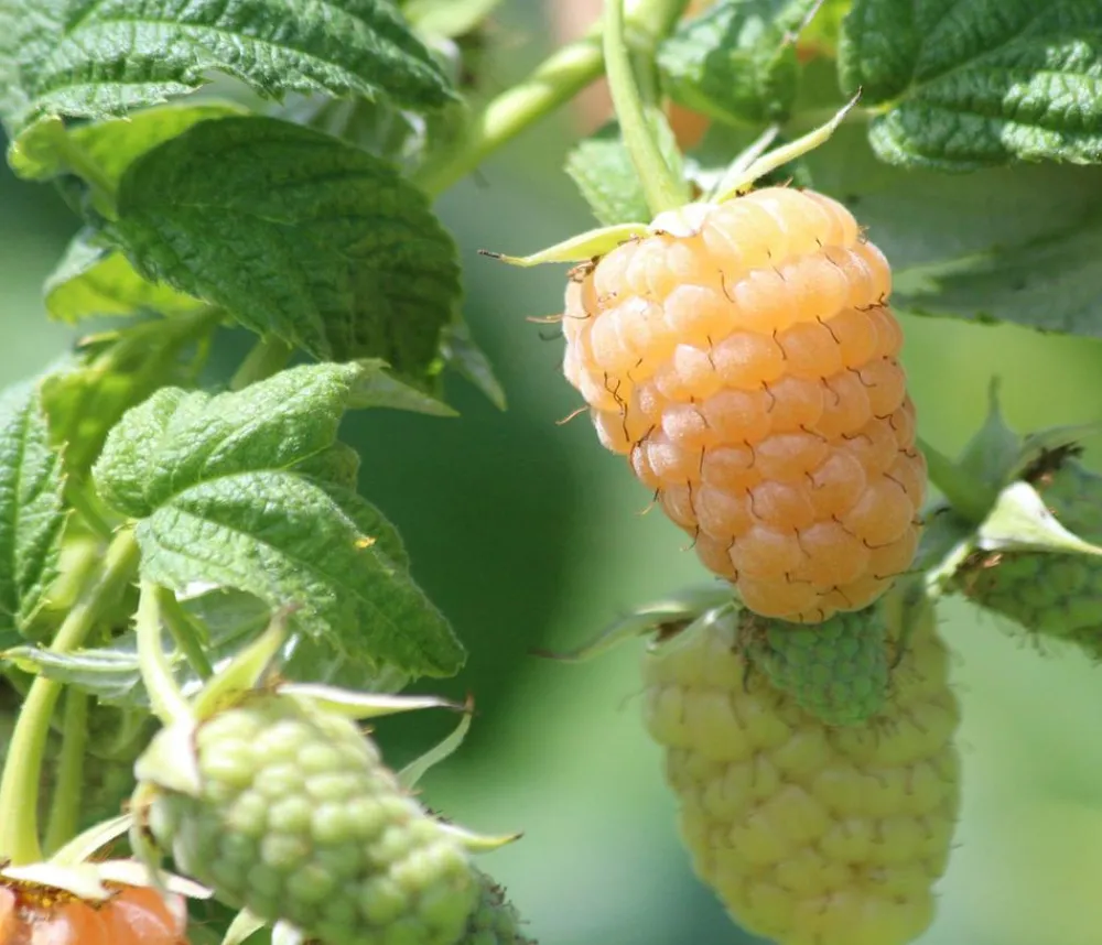 Dehner Himbeeren Himbeeren & Brombeeren|Beerensträucher > Himbeere 'Golden Everest'