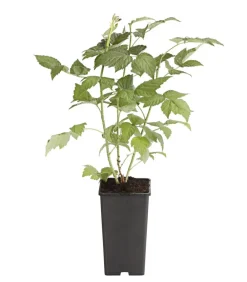 Dehner Himbeeren Himbeeren & Brombeeren|Beerensträucher > Himbeere 'Himbo Top®'
