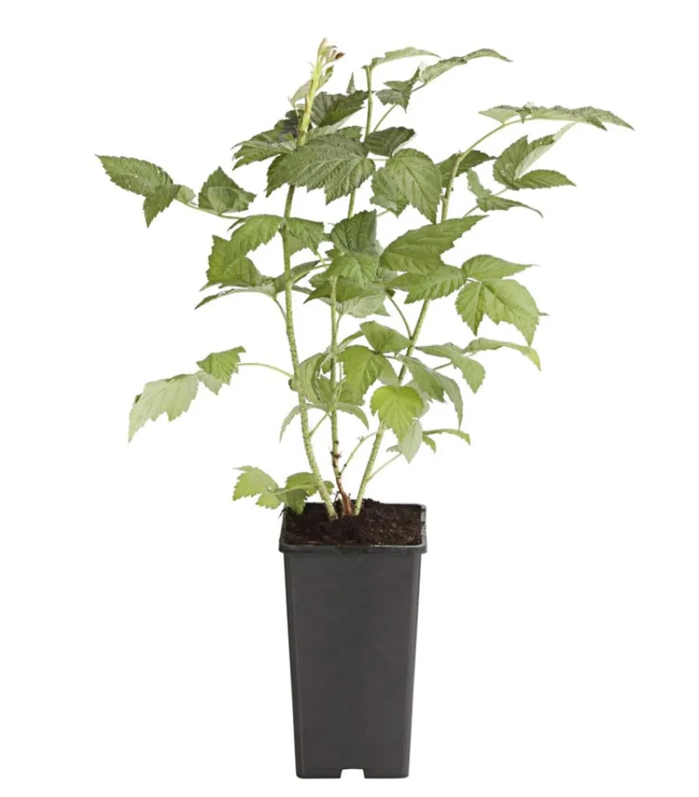 Dehner Himbeeren Himbeeren & Brombeeren|Beerensträucher > Himbeere 'Himbo Top®'